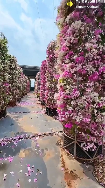 FLOWERS,,, Here is a some kinds of colorful flowers