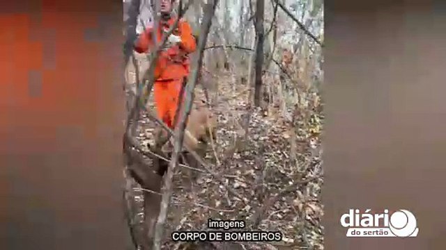 Com auxílio da cadela 'Hanna', idoso é resgatado por bombeiros na zona rural da região de Sousa
