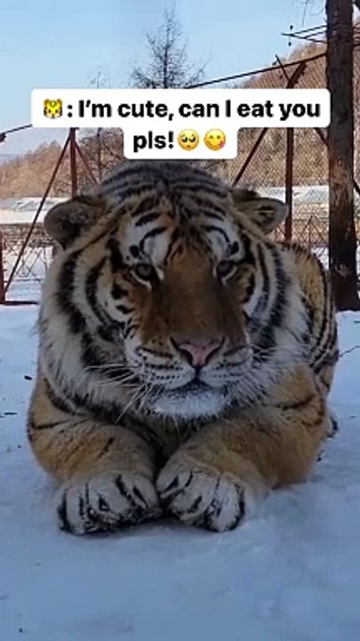 Cute cat
