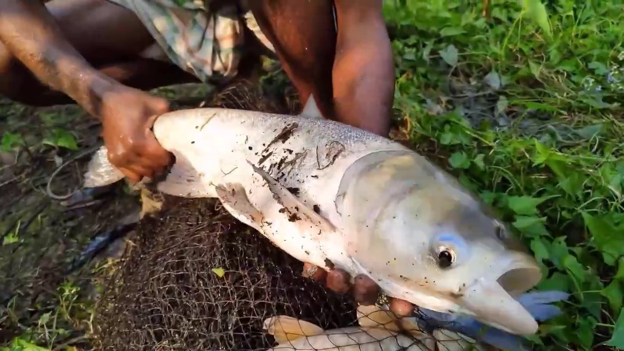 Net Fishing in Village Pond | Traditional Techniques for Big Catch