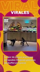 Un par de monos araña son atrapados r0b@ndo plátanos del buffet en Cancún