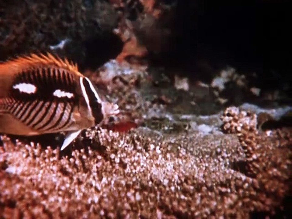 Капитан Немо 1 серия.