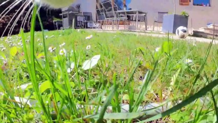 ￼ immersion dans la vie d’un chat avec la caméra Insta360 Go 3 ￼