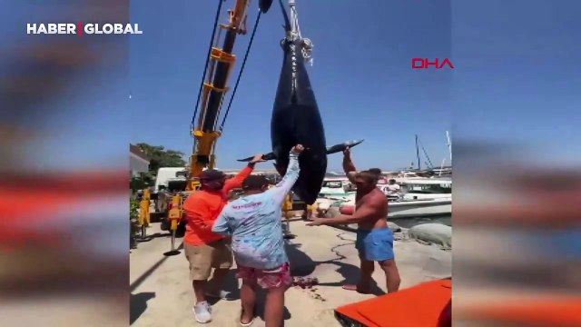 Amatör balıkçıların oltasına piyango vurdu: 376 kiloluk dev orkinos