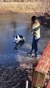 Funny cat and dogs episode 187 _pets _shorts _funny _cat _dog(360P)