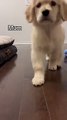 I am your doggy_ you listen to me_  _puppy _goldenretriever _dogs _puppies _dogshorts _dog(360P)