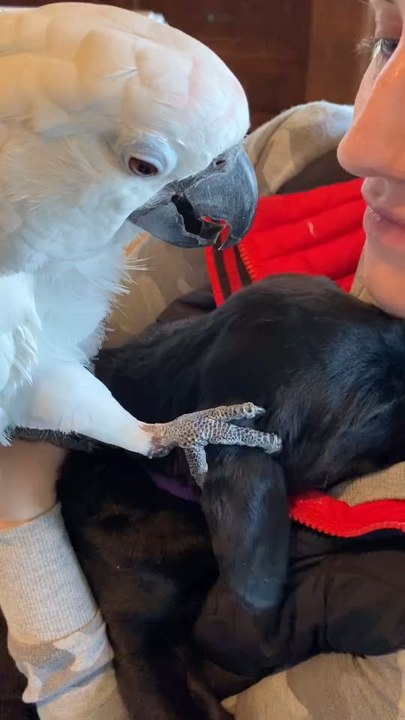 Watch My Parrot React To Meeting My New Puppy Everytime This Pops Up In My Memories I Have To Share It Watch This And Remember That All Animals Have Feelings Follow For More....!!