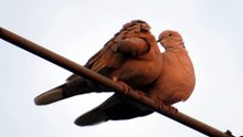 Love doves