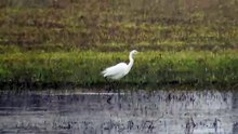 Egret