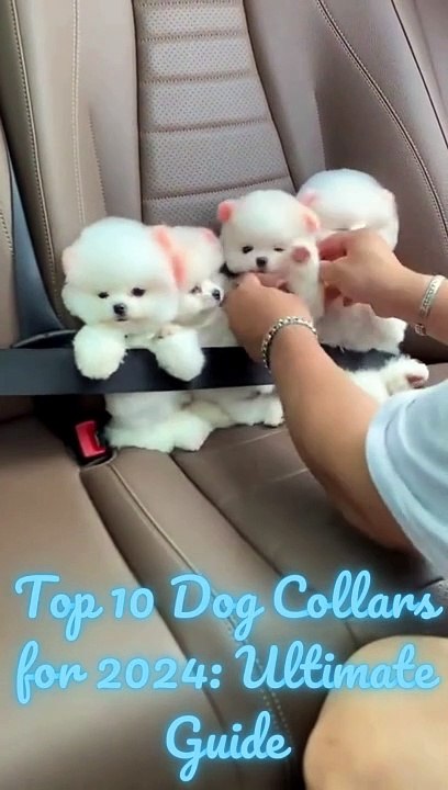 The Ultimate Dog Collar Guide: 10 Top Picks for 2024  #dogessentials #petcare #dogcollars