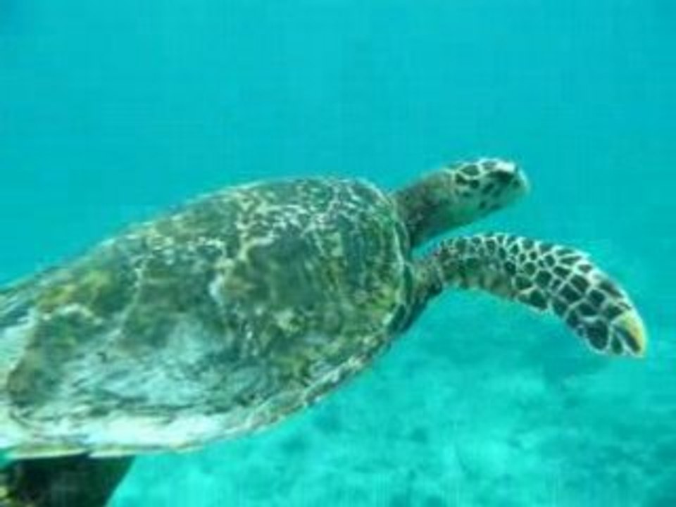 Tortue marine