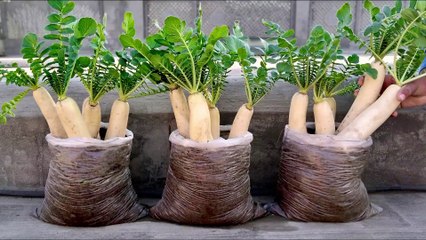 Growing Long White Radish on the Terrace