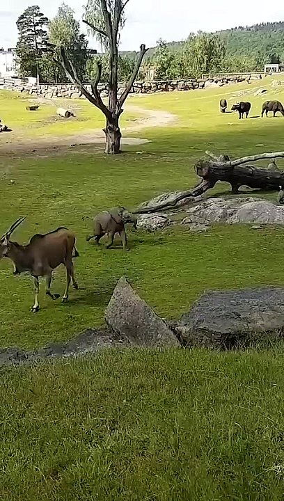 Cute Baby Elephant Trips While Playing With Birds