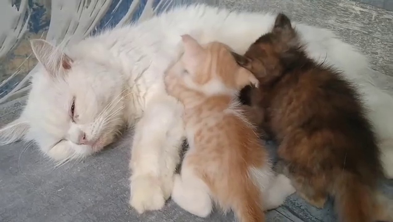 Mom Cat Hissing At Everyone She's Becoming Wild Cat Her Kittens And Orphan Kitten Getting Scared