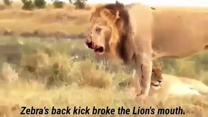 LIONS VS ZEBRAS