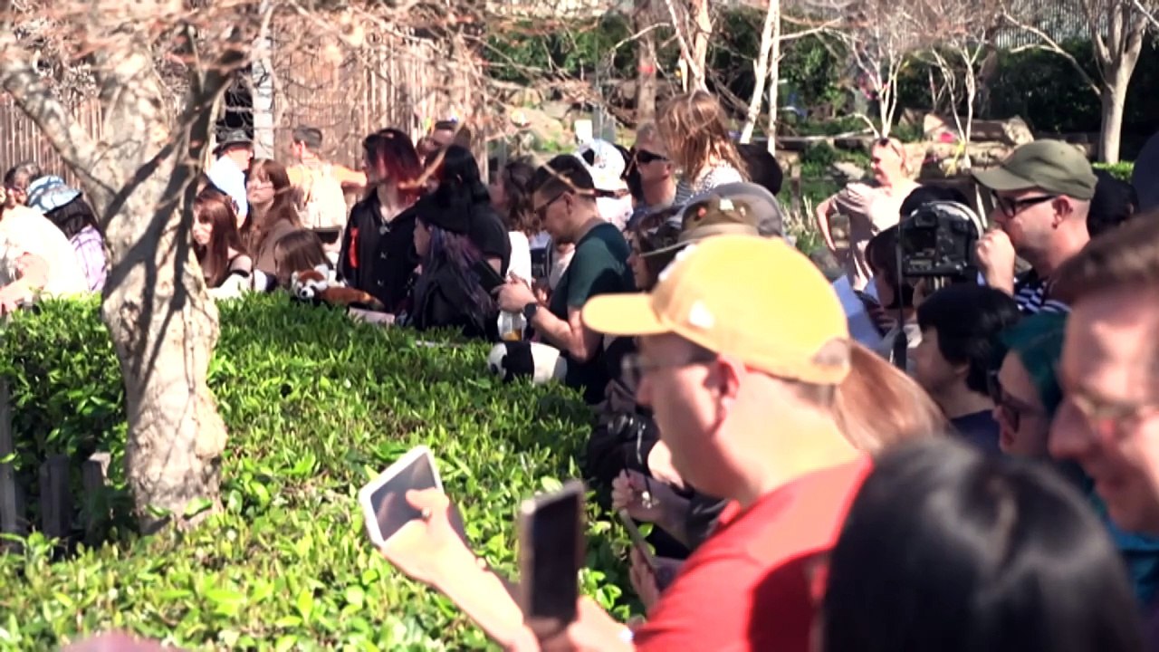 New giant pandas to replace those currently living at Adelaide Zoo