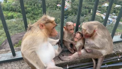 Monkeys too have family concept.