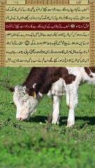 sorah al bakarahVerses 70 to 71 Urdu translation