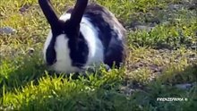 City rabbits Conigli di città