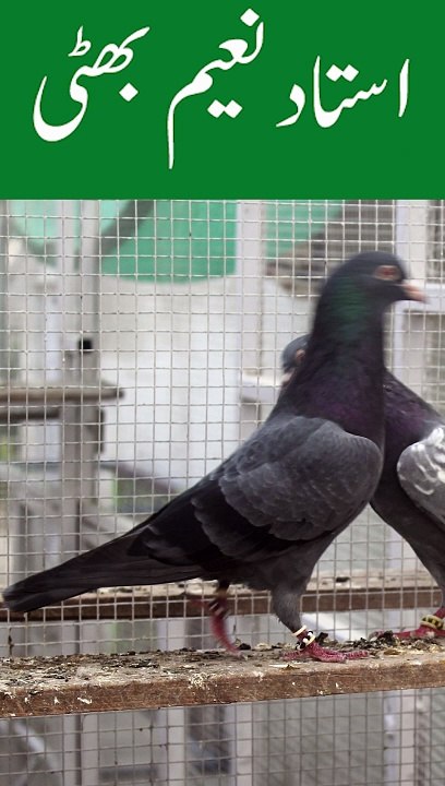 Ustad Naeem Bhatti Pigeons