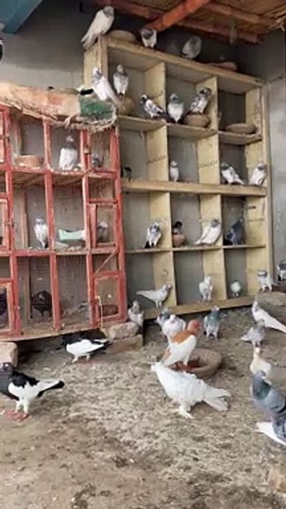 #trending #usa #viral #shortvideo #baby #pet #animals #birds #pigeon #pigeonlove #danish #magpies