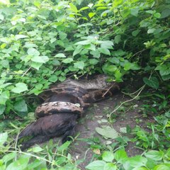 अजगर ने बकरे को निगला