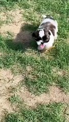 Part 6 Beautiful puppies