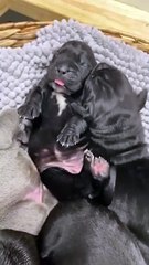 Part 7 small cute puppies