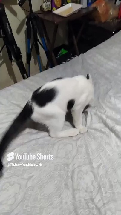 El #Gato Pernanca jugando en la cama  #Felino Travieso y #bonito #peludo #animales #mascotas  #cat