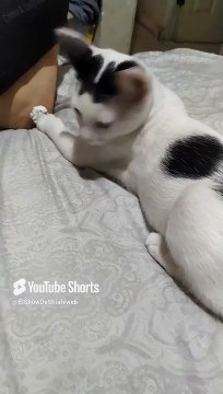 El #Gato Pernanca jugando acostado en la cama es muy buena compañia #animales #mascotas #felino #pet