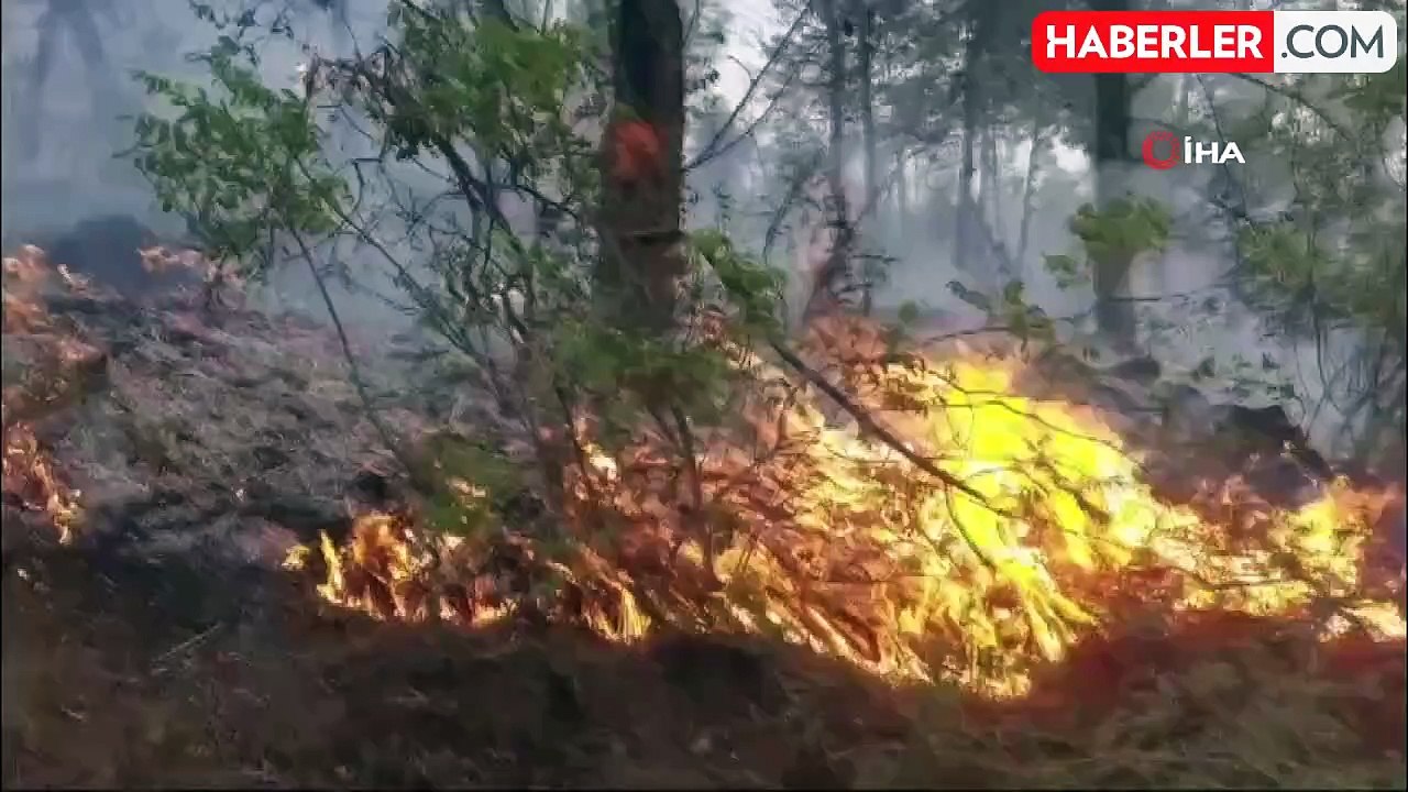 Samsun'da ormanlık alanda yangın: 50 dönüm alan zarar gördü