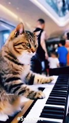 The Internet’s Most Hilarious Cat Piano Performances  #Viralshort