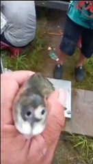 Un poisson très bizarre