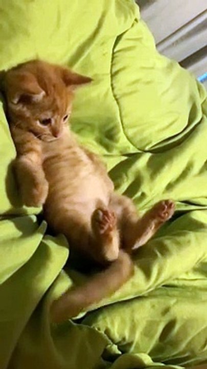 Funny and cute animal video 04.