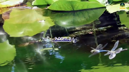 لن تصدق السبب الذي يجعل الضفادع تغير لون جلدها!