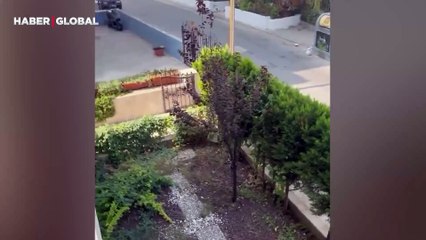 Sokakta dolaşırken sahibi çağırınca eve gelen kedi kahkahaya boğdu: "Elsa hadi eve"