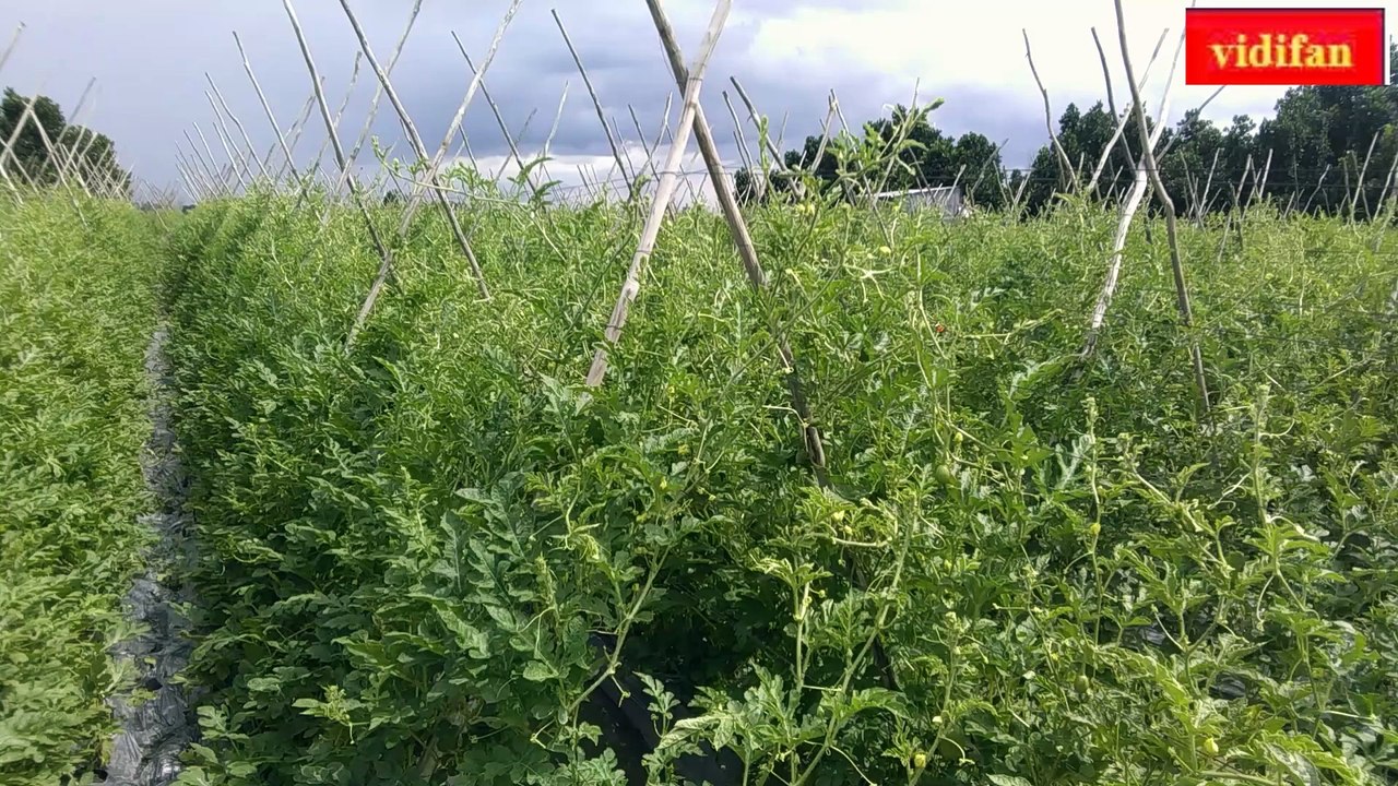 semi hydroponic watermelon growing - culture semi-hydroponique de pastèque - Cultivo de sandía semihidropónico -  半水耕栽培スイカ - अर्द्ध हाइड्रोपोनिक तरबूज उगाना -  زراعة البطيخ شبه المائية -