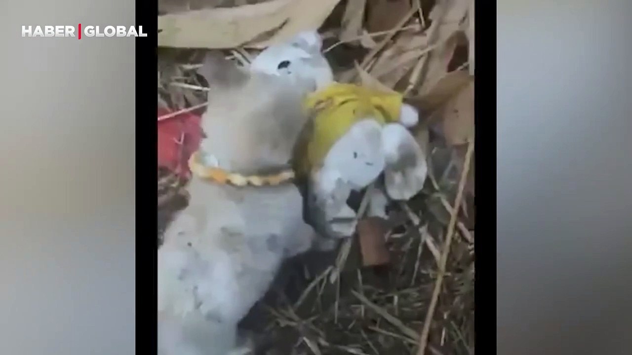 Oyuncak ayısı ile birlikte sokağa atılan yavru köpek izlenme rekoru kırdı