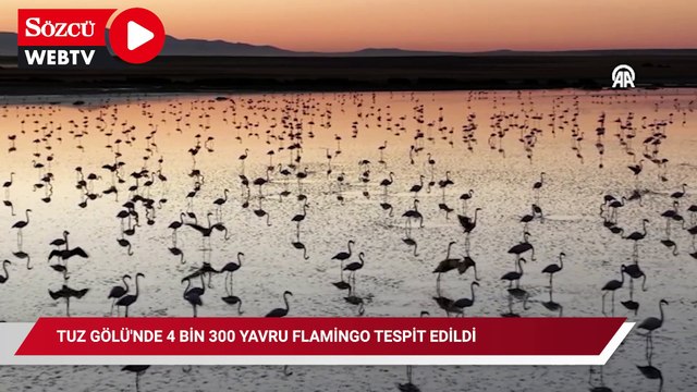 Tuz Gölü'nde bu yıl toplu flamingo ölümü olmadı, 4 bin 300 yavru tespit edildi