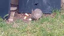 Baby Bunny Comes To Visit - Robin's Hunting Worms