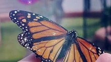 #butterfly #funnybutterfly #viral | Swallowtails - Embraced by Love?