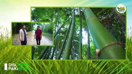 Pakistan's Successful Test in Largest Forest _ Bamboo Farming in Pakistan _ Billion Dollar Industry