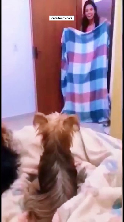 Funny Pets Compilation | Try Not to Laugh Challenge with Cats & More  #cat #dog #shorts #shortvideo