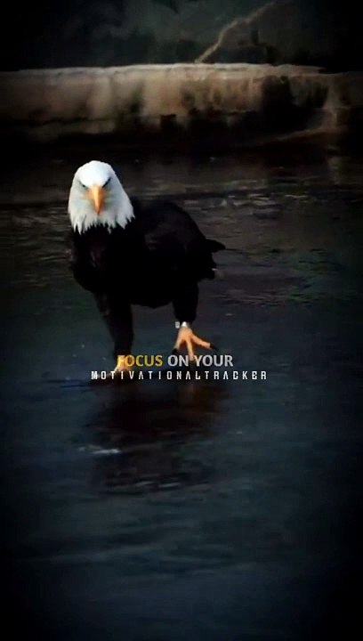 Sigma rule  - WhatsApp status - Motivational quotes #shorts #attitude #sigmarule #quotes #attitudequotes #attitudestatus - Copy