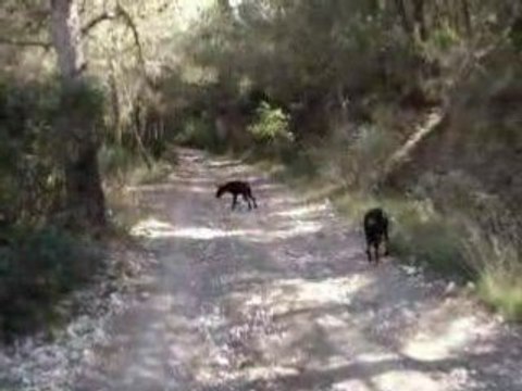 super on arrive pour la balade