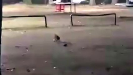 Kurbağa Gibi Zıplamaya Çalışan Yavru Kedi İzleyenleri Güldürdü