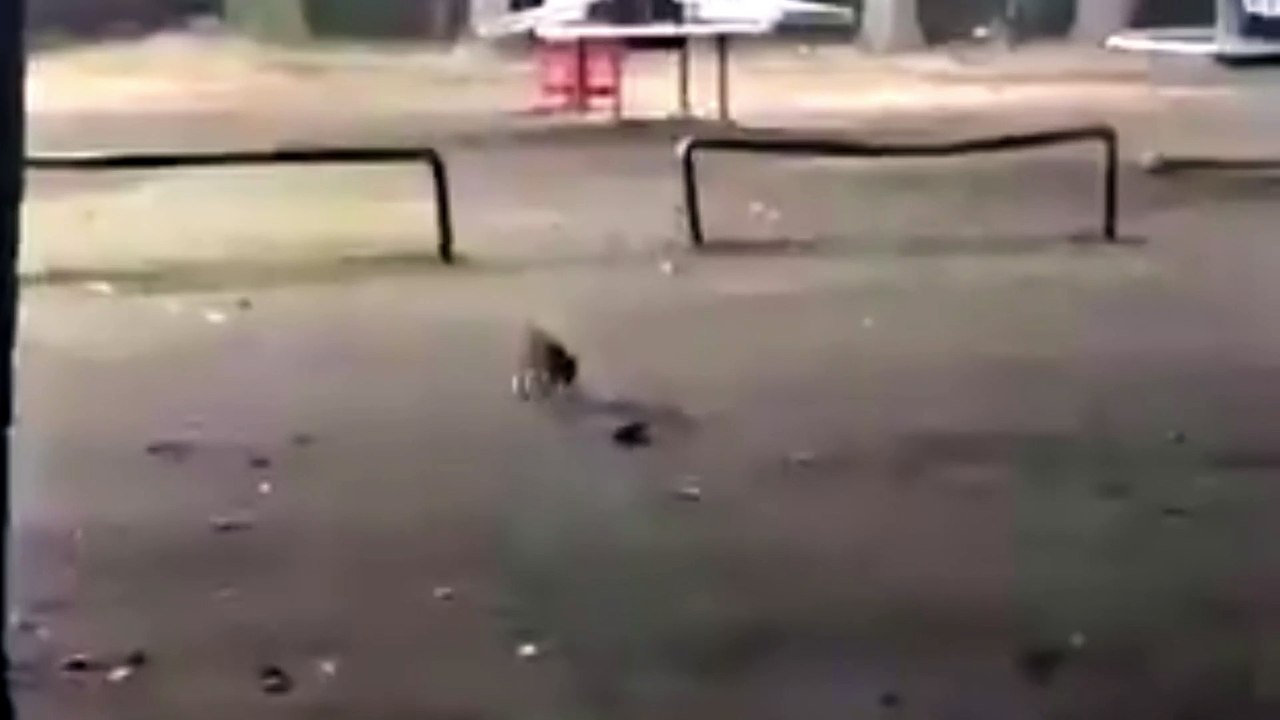 Kurbağa Gibi Zıplamaya Çalışan Yavru Kedi İzleyenleri Güldürdü