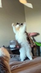 Funny cats cats dance #catdance #catsvedio #catsfun