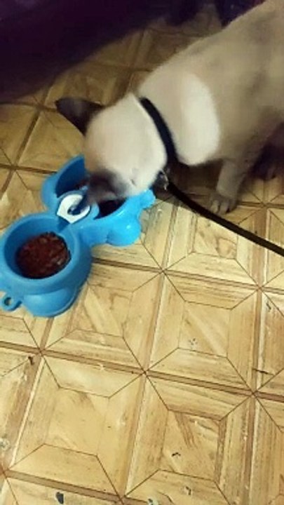 My Cat bz eating cat food..