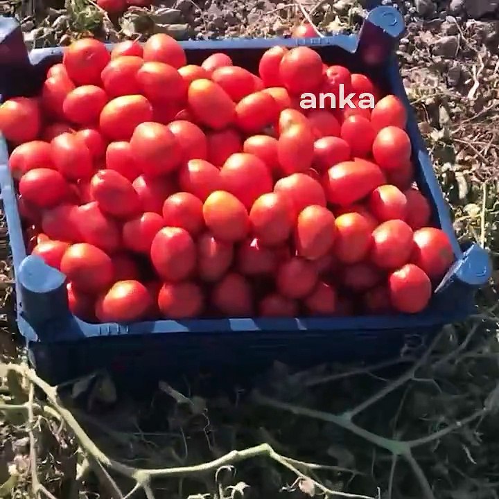 Beyoğlu Belediyesi, çiftçiden 25 ton domates aldı, bedava dağıtıyor